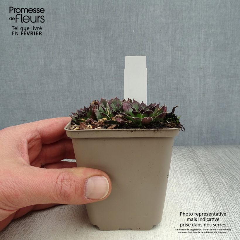 Sempervivum tectorum Black 8/9 cm pot sample as delivered in winter