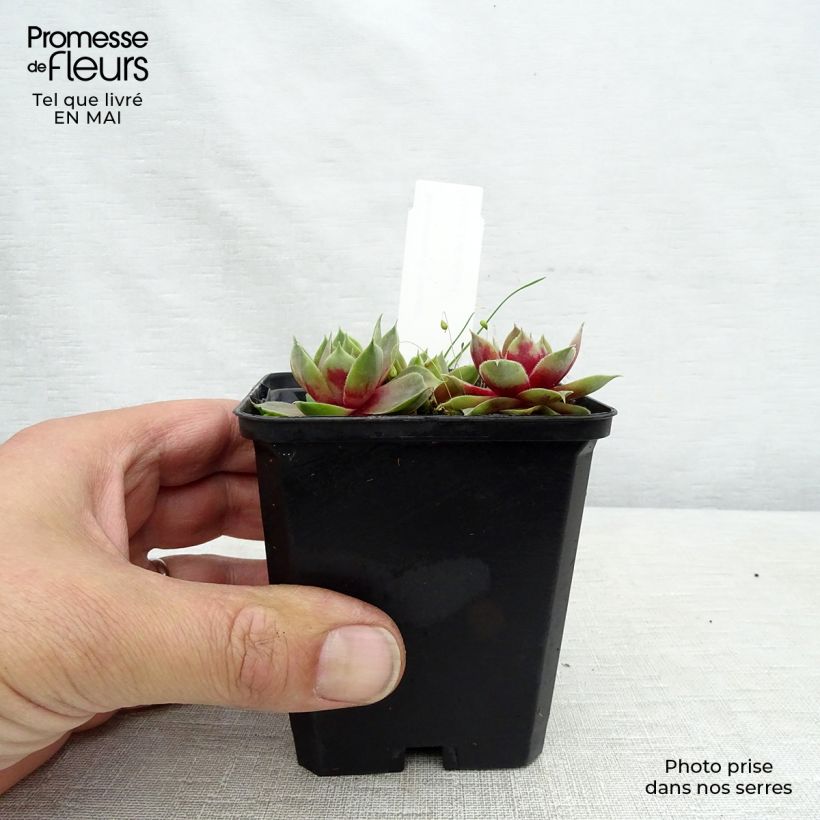 Sempervivum Othello 8/9 cm pot sample as delivered in spring