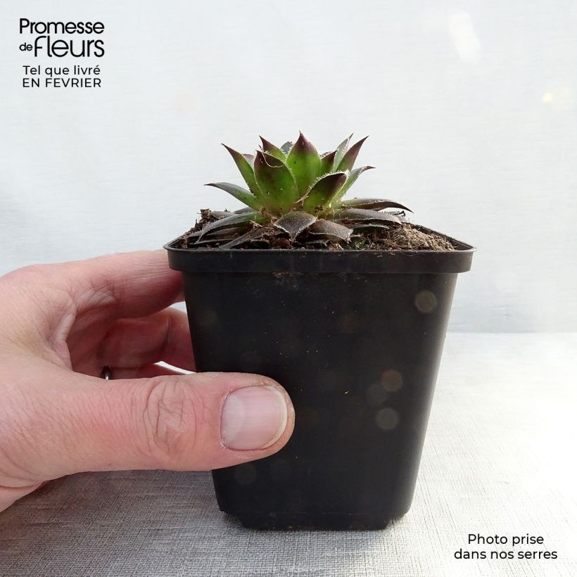 Sempervivum marmoreum Pilatus 8/9 cm pot sample as delivered in winter