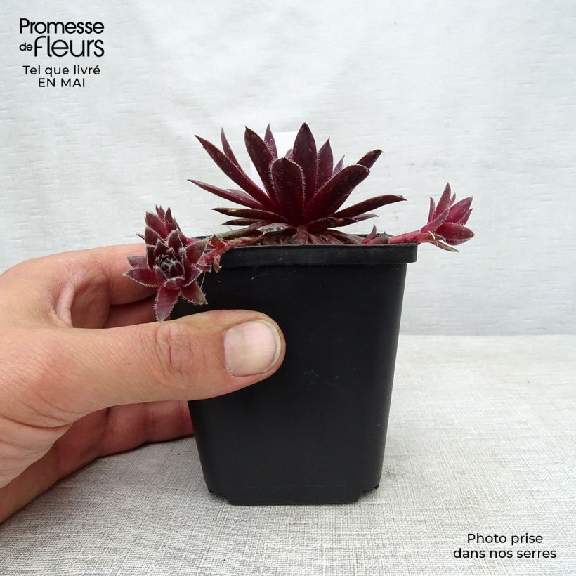 Sempervivum marmoreum Pilatus 8/9 cm pot sample as delivered in spring