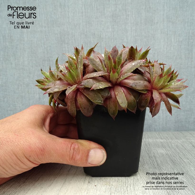 Sempervivum Purple Beauty 8/9 cm pot sample as delivered in spring