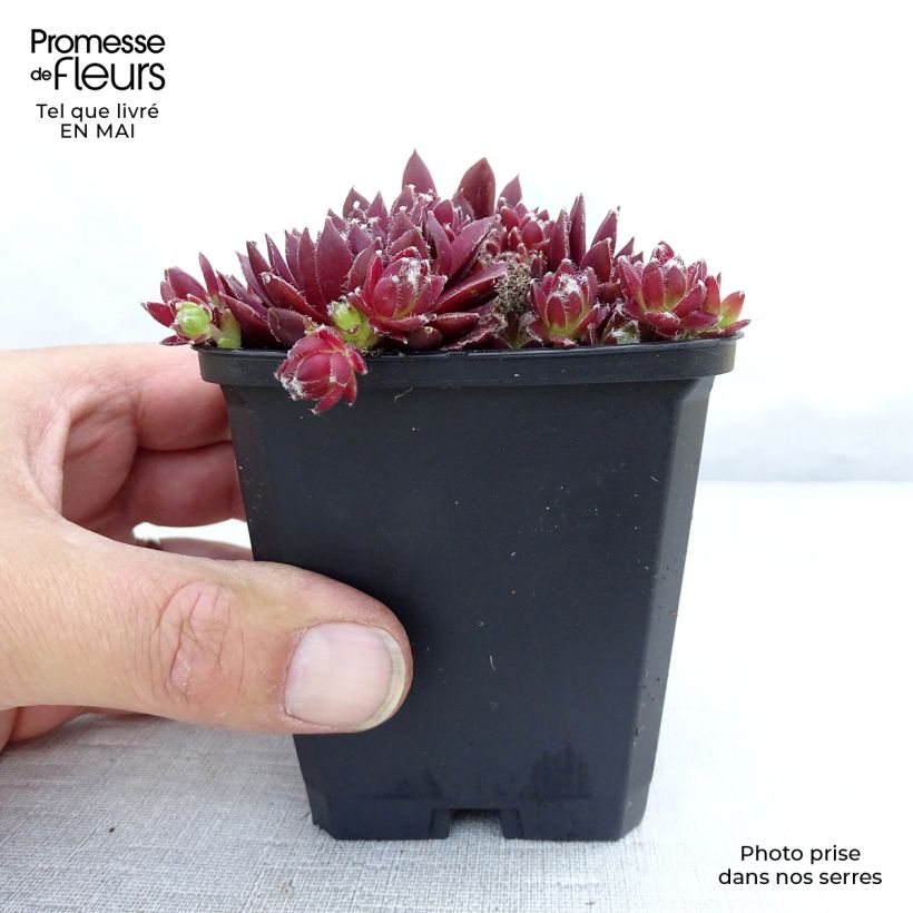 Sempervivum Silberkarneol 8/9 cm pot sample as delivered in spring