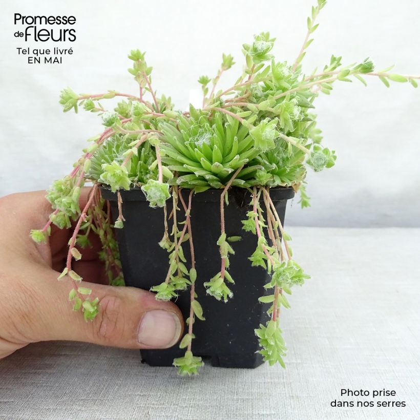 Sempervivum arachnoideum 8/9 cm pot sample as delivered in spring