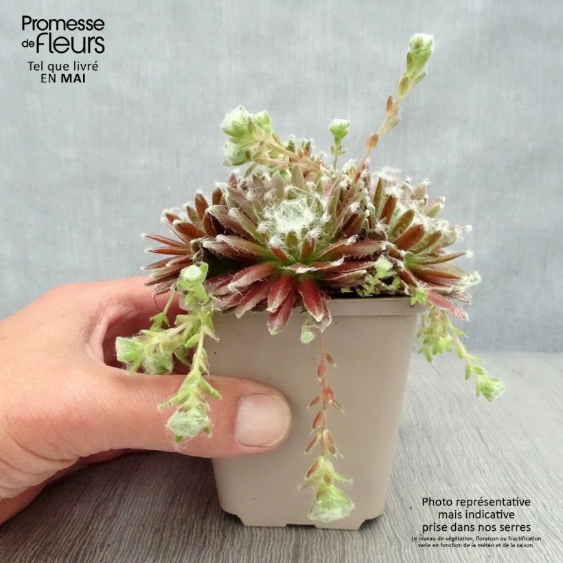 Sempervivum arachnoideum Rubrum 8/9 cm pot sample as delivered in spring