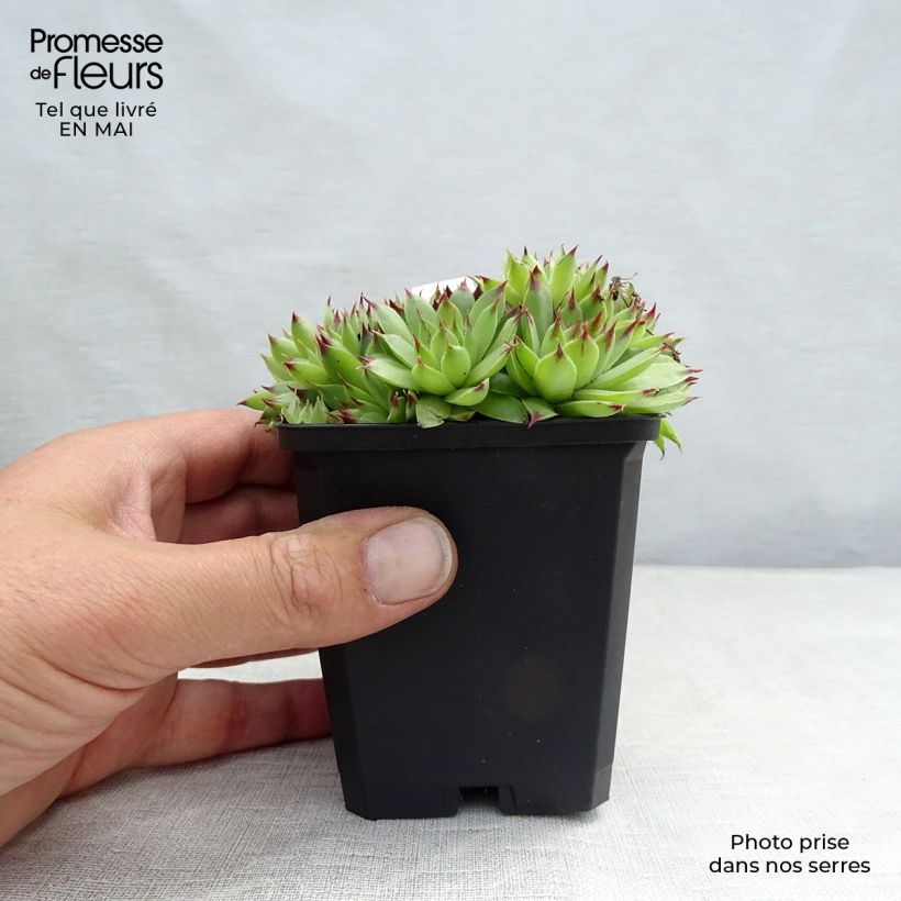 Sempervivum calcareum 8/9 cm pot sample as delivered in spring