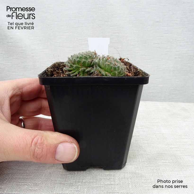 Sempervivum ciliosum var. borisii 8/9 cm pot sample as delivered in winter