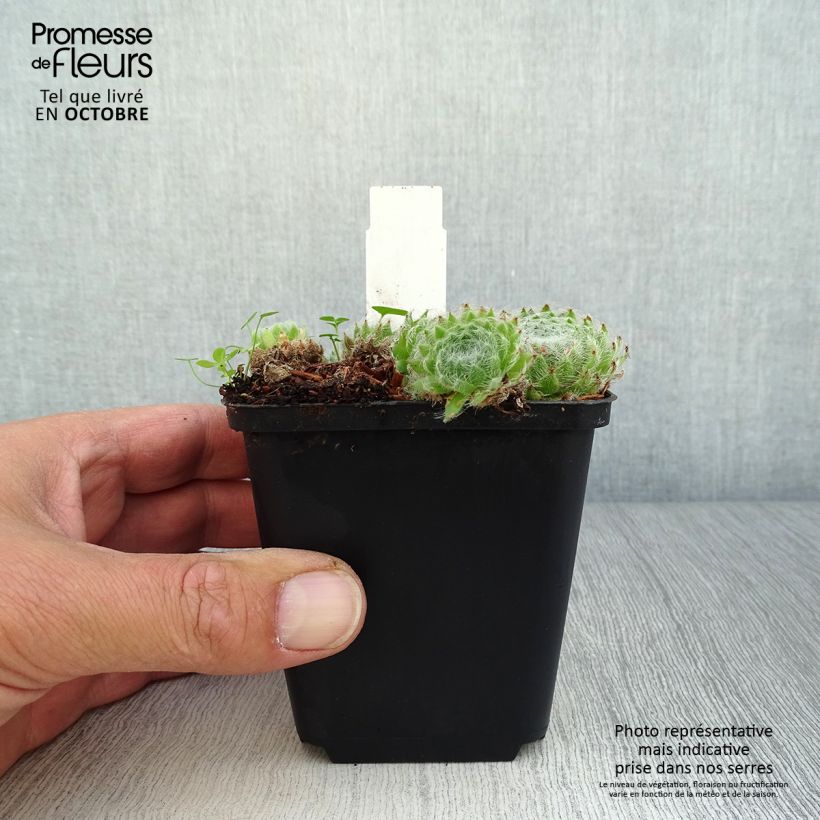 Sempervivum ciliosum var. borisii 8/9 cm pot sample as delivered in autumn