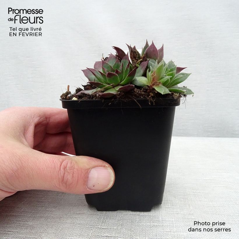 Sempervivum tectorum 8/9 cm pot sample as delivered in winter