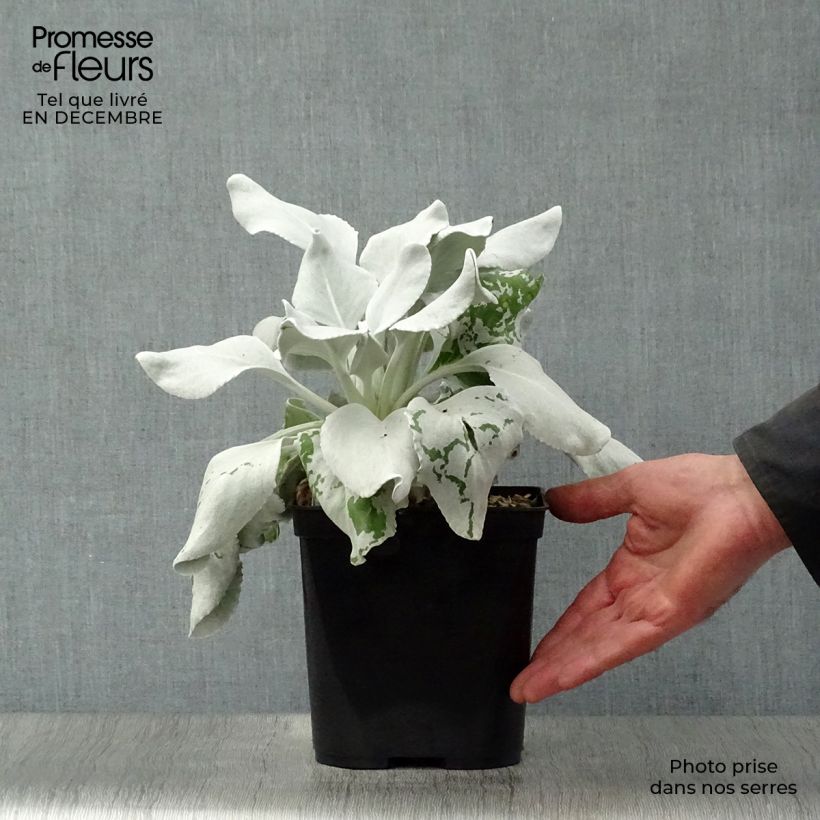 Senecio candidans Angel Wings 2L/3L pot sample as delivered in winter