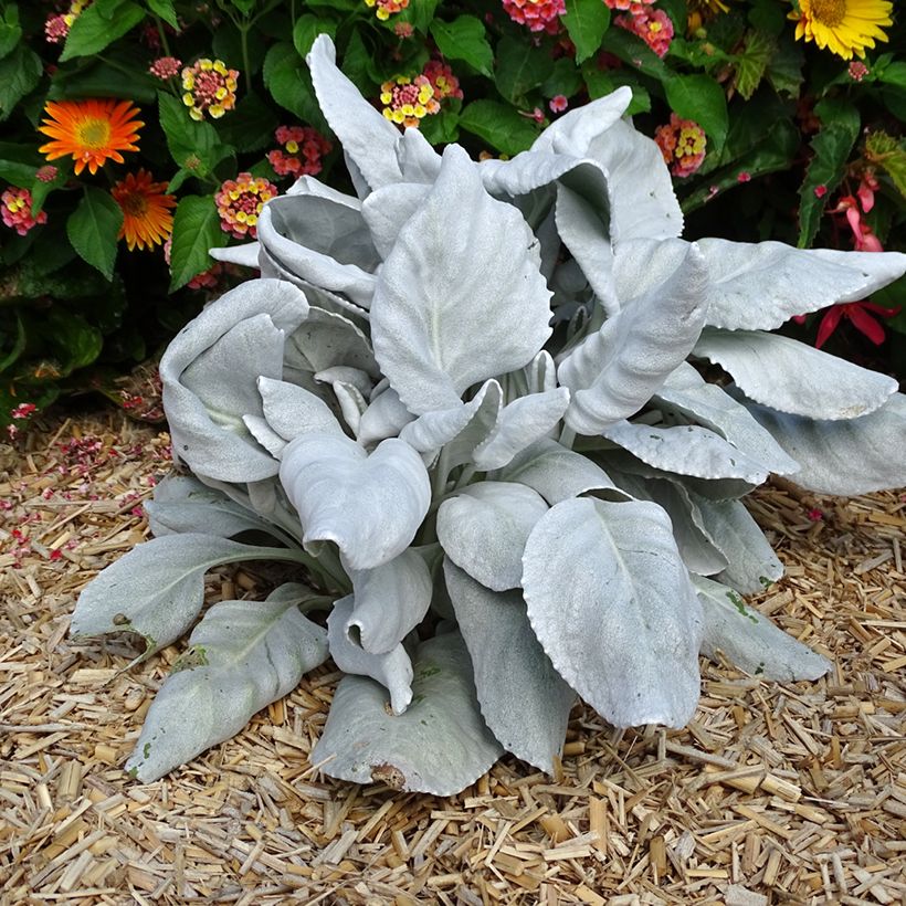 Senecio candidans Angel Wings (Plant habit)