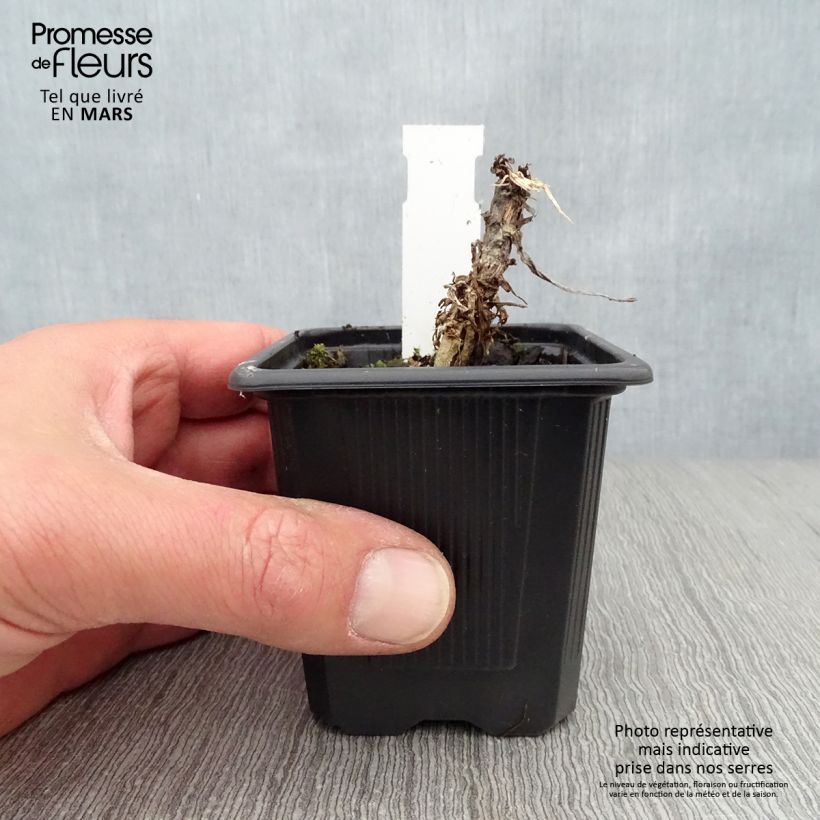 Senecio Donkeys Ears 8/9 cm pot sample as delivered in spring