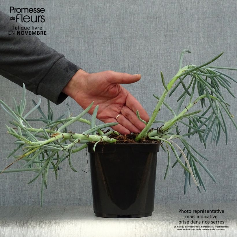 Senecio mandraliscae 2L/3L pot sample as delivered in autumn