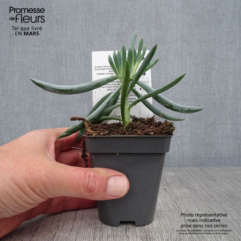 Senecio mandraliscae 8/9 cm pot sample as delivered in spring