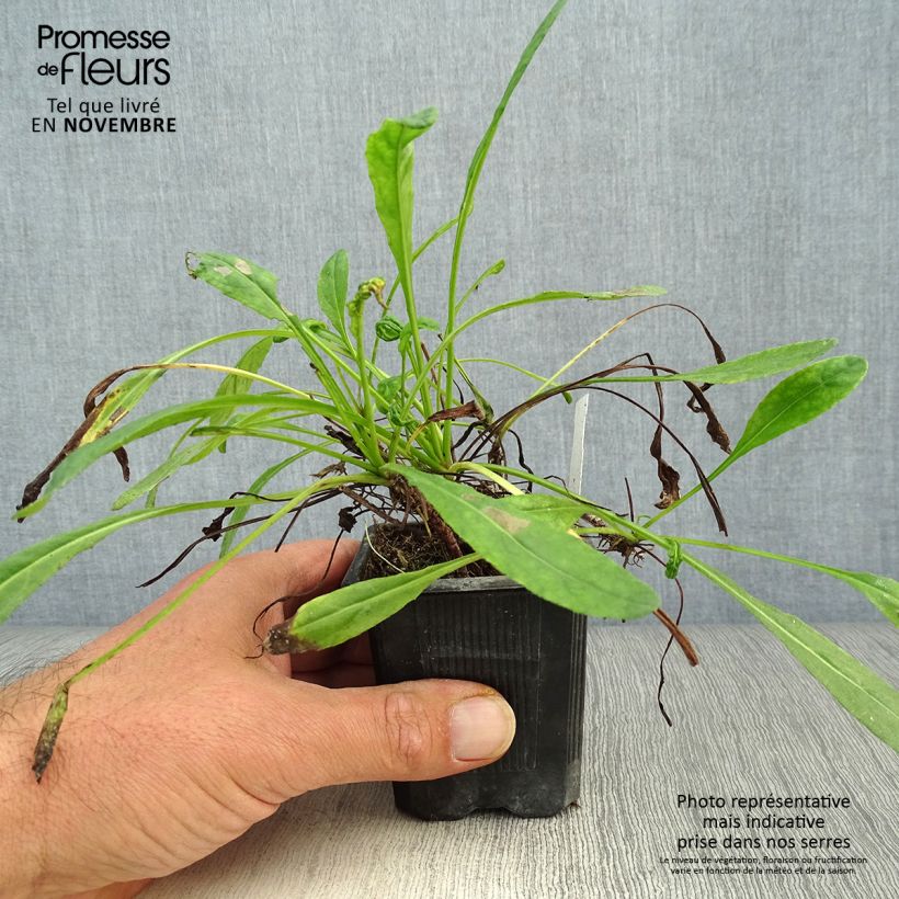 Senecio polyodon 8/9 cm pot sample as delivered in autumn