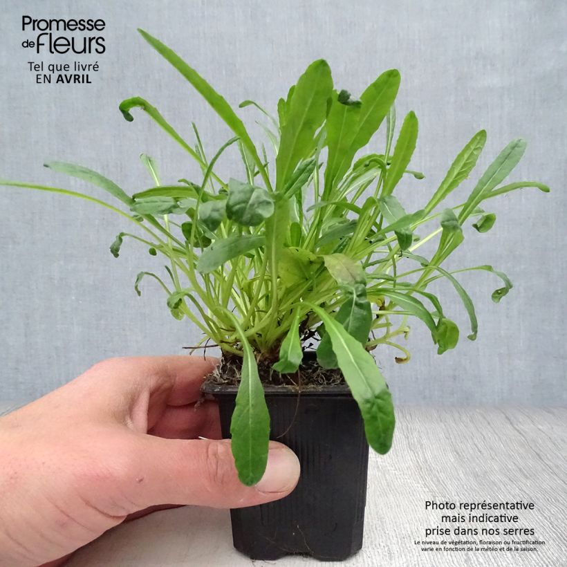 Senecio polyodon 8/9 cm pot sample as delivered in spring