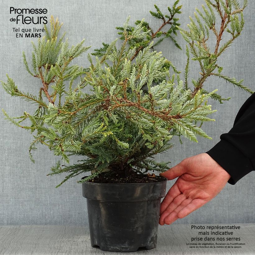 Sequoia sempervirens Adpressa 3L/4L pot sample as delivered in winter