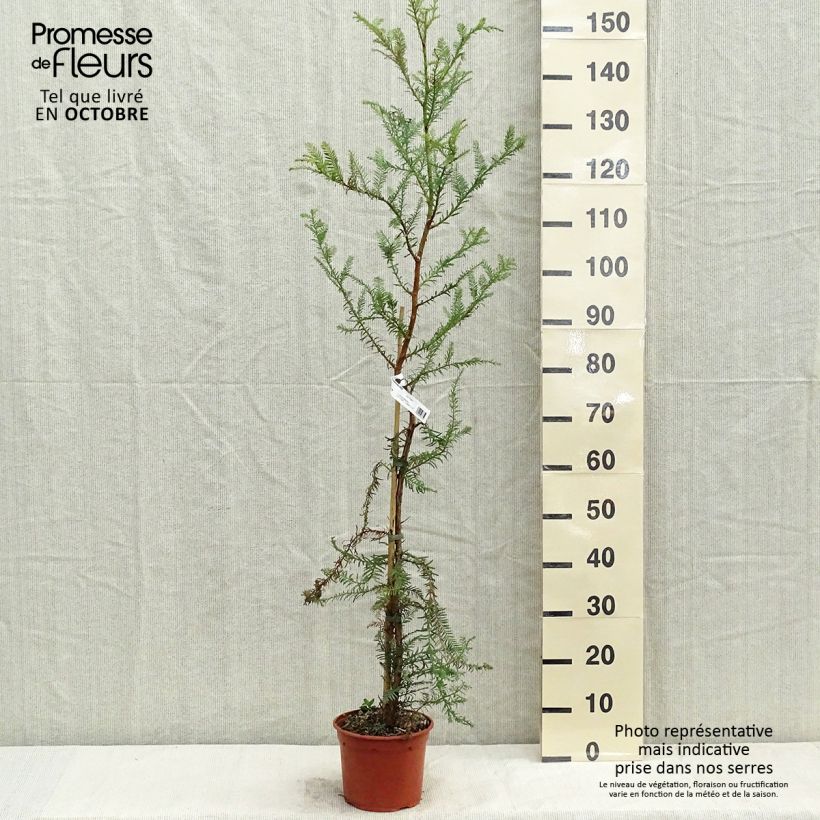 Sequoia sempervirens - Yew-leaved sequoia 3L/4L pot sample as delivered in autumn