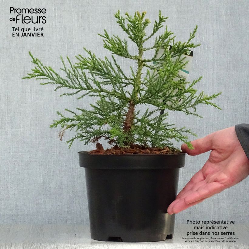 Sequoiadendron giganteum 2L/3L pot sample as delivered in winter
