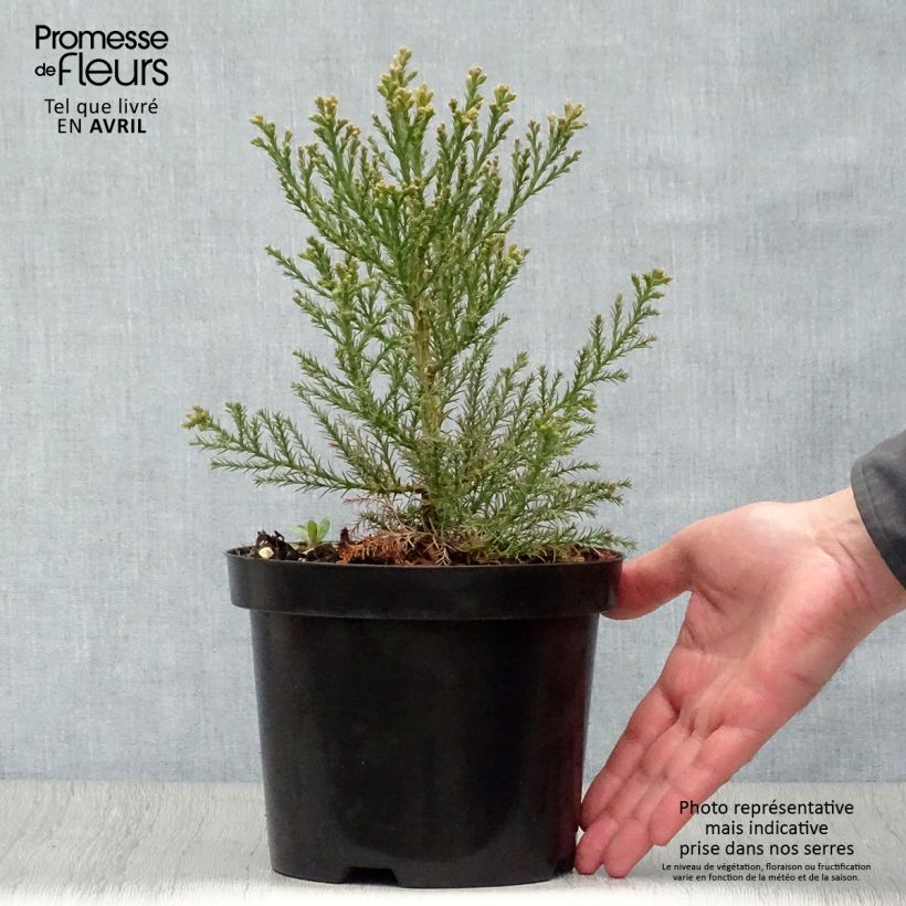 Sequoiadendron giganteum 2L/3L pot sample as delivered in spring