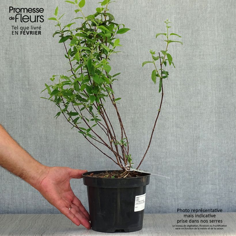 Philadelphus Snowbelle - Mock Orange 2L/3L pot sample as delivered in autumn