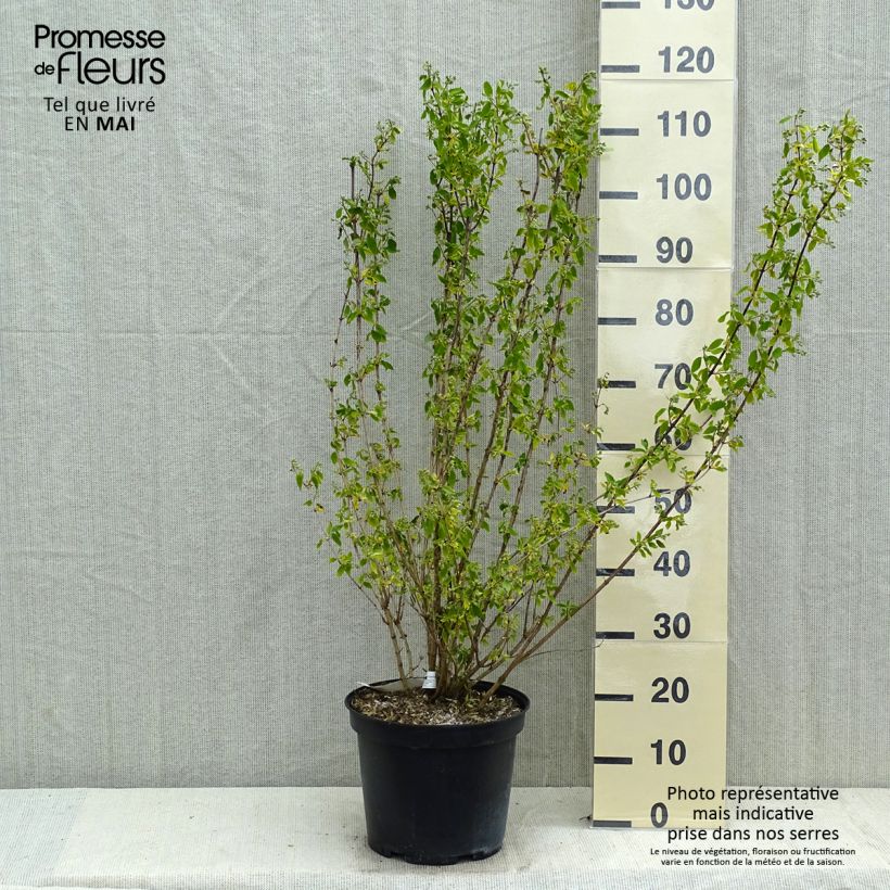 Philadelphus Snowbelle - Mock Orange 7.5L/10L pot sample as delivered in spring