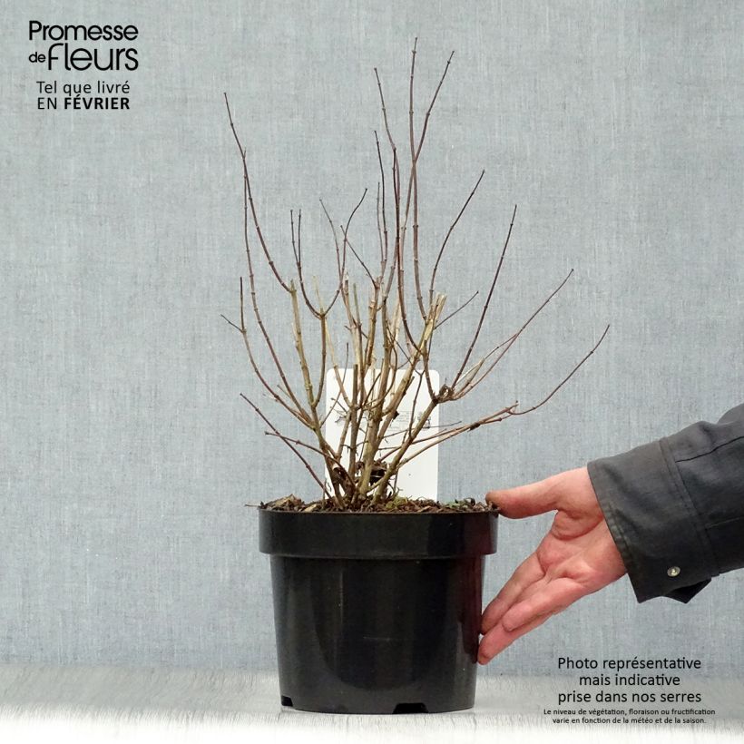 Philadelphus  virginalis Albâtre - Mock Orange 3L/4L pot sample as delivered in winter