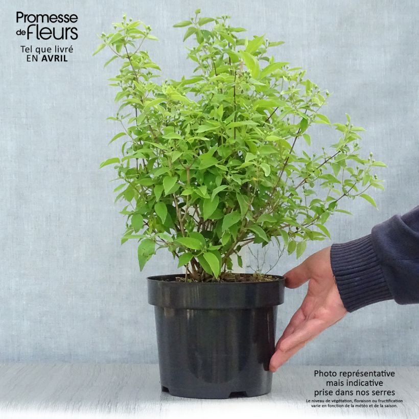 Philadelphus  virginalis Albâtre - Mock Orange 3L/4L pot sample as delivered in spring