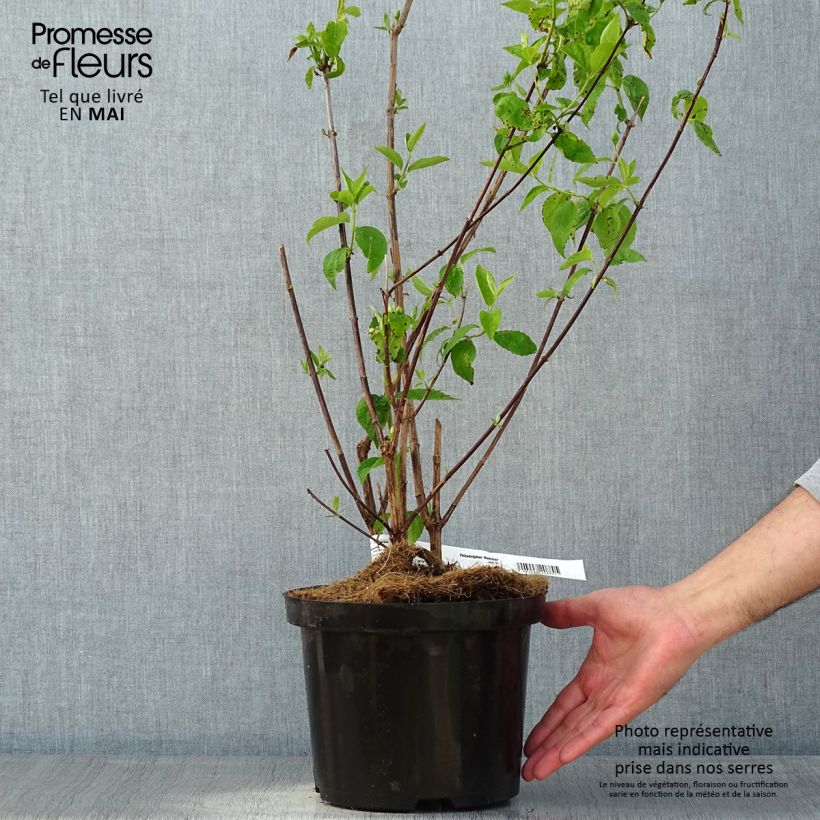Philadelphus virginalis Natchez - Mock Orange 4L/5L pot sample as delivered in spring