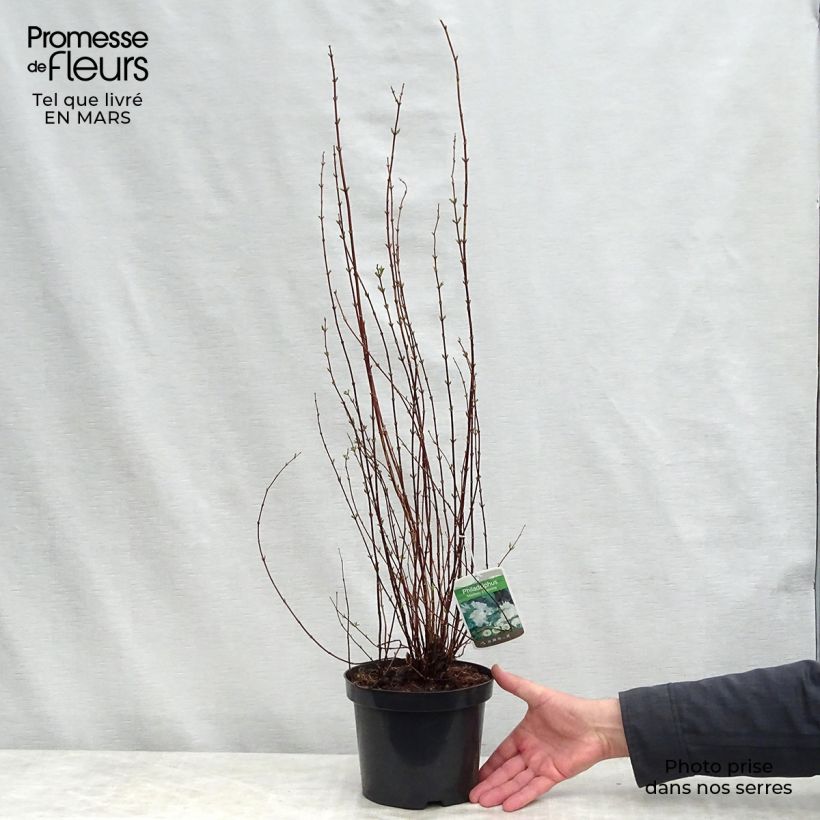 Philadelphus Manteau dHermine - Mock Orange 3L/4L pot sample as delivered in spring