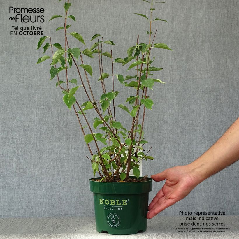 Philadelphus Innocence - Mock Orange 3L/4L pot sample as delivered in autumn