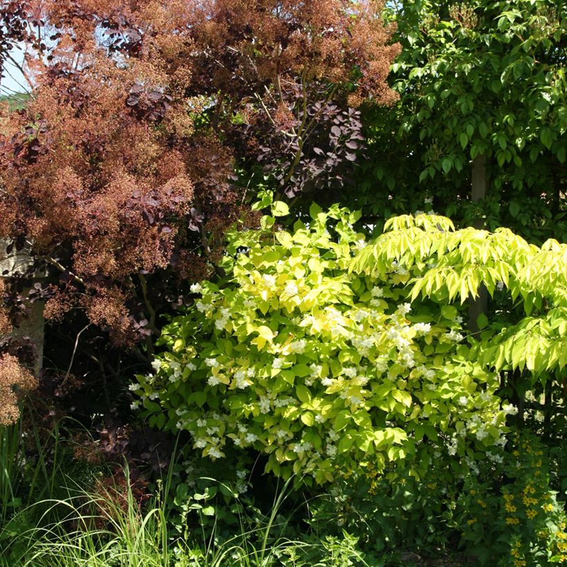 Philadelphus coronarius Aureus - Mock Orange (Plant habit)