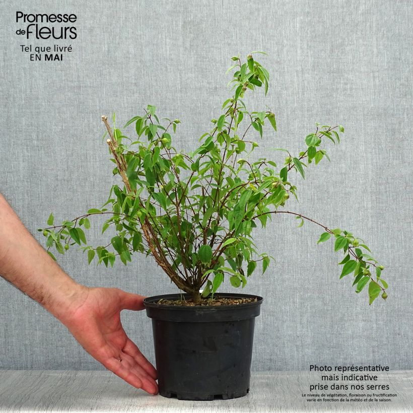 Philadelphus mexicanus - Mock Orange 3L/4L pot sample as delivered in spring