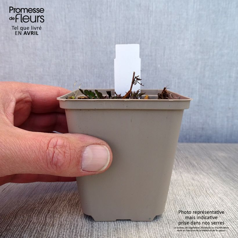 Serratula seoanei 8/9 cm pot sample as delivered in spring