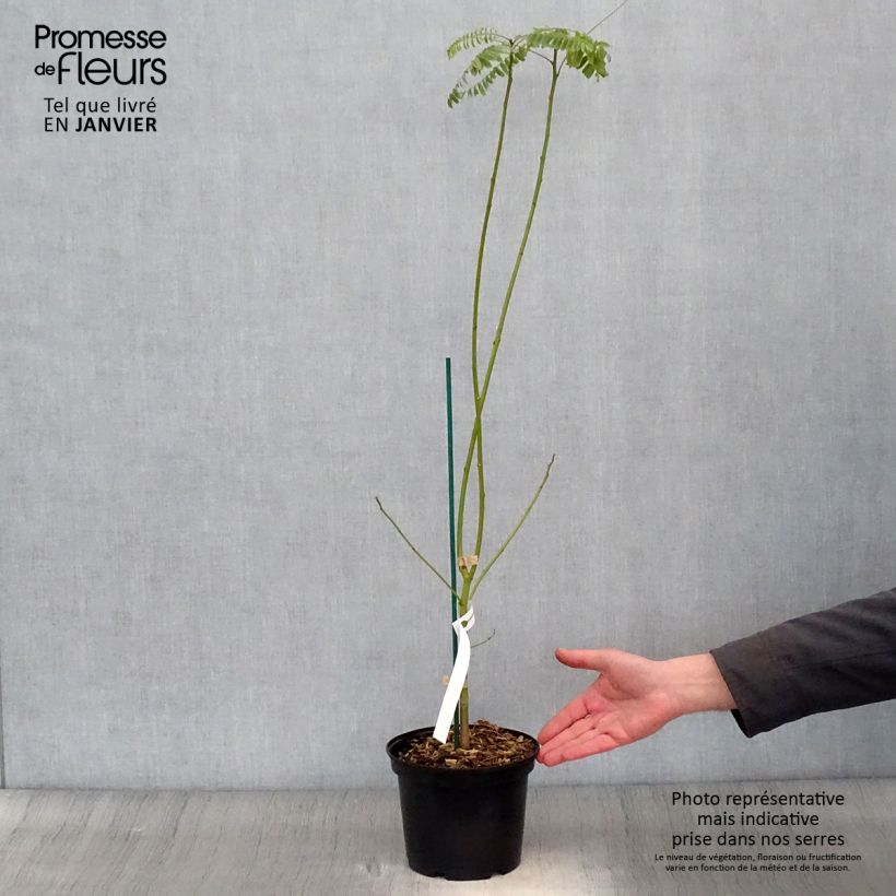 Sesbania punicea 2L/3L pot sample as delivered in winter