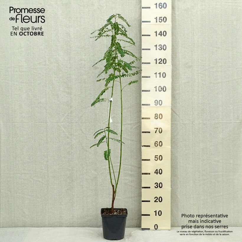 Sesbania punicea 2L/3L pot sample as delivered in autumn