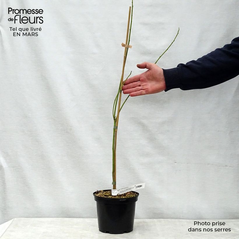 Sesbania punicea 2L/3L pot sample as delivered in spring