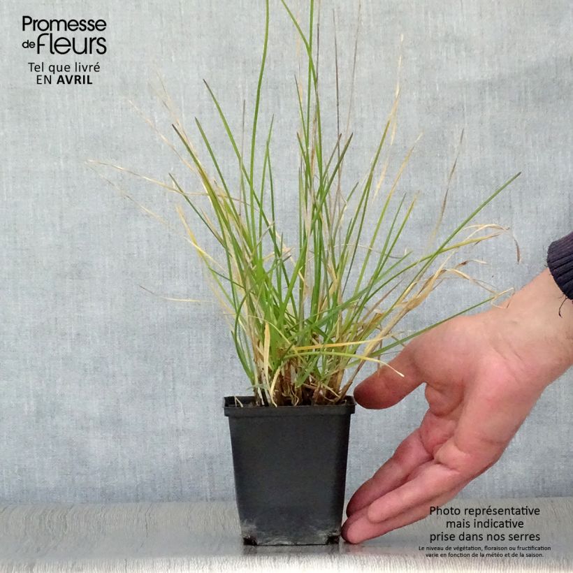 Sesleria argentea 8/9 cm pot sample as delivered in spring