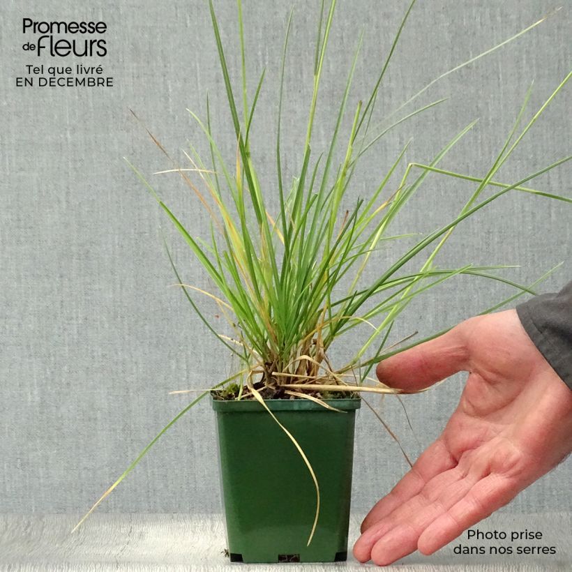Sesleria autumnalis 8/9 cm pot sample as delivered in winter