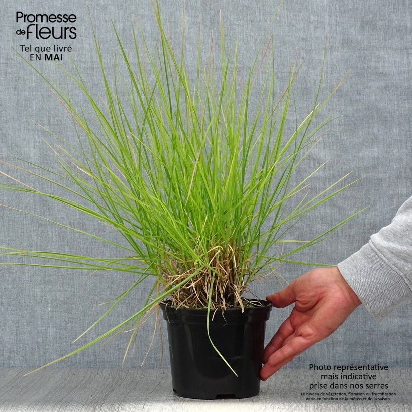 Sesleria autumnalis 2L/3L pot sample as delivered in spring