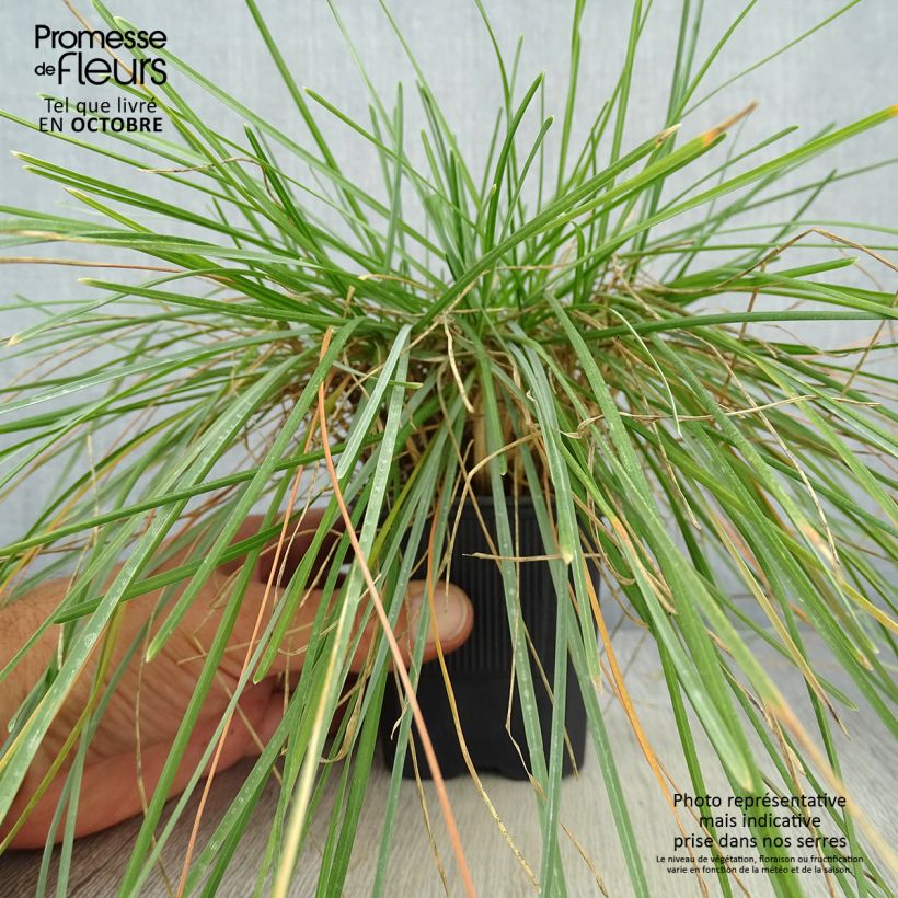 Sesleria caerulea 8/9 cm pot sample as delivered in autumn