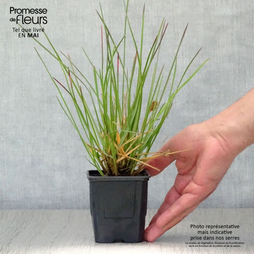 Sesleria heufleriana 8/9 cm pot sample as delivered in spring