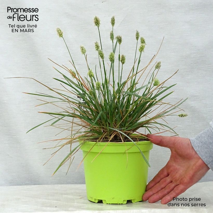 Sesleria heufleriana 2L/3L pot sample as delivered in spring