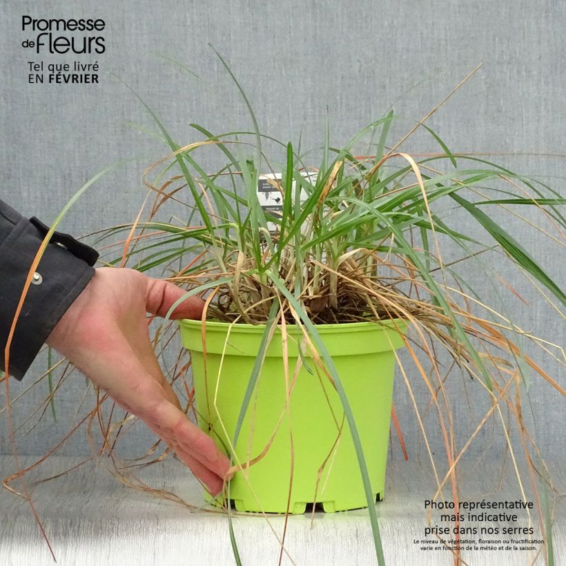 Sesleria heufleriana 2L/3L pot sample as delivered in winter