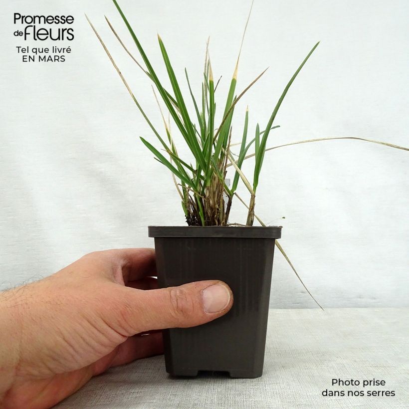 Sesleria nitida 8/9 cm pot sample as delivered in spring