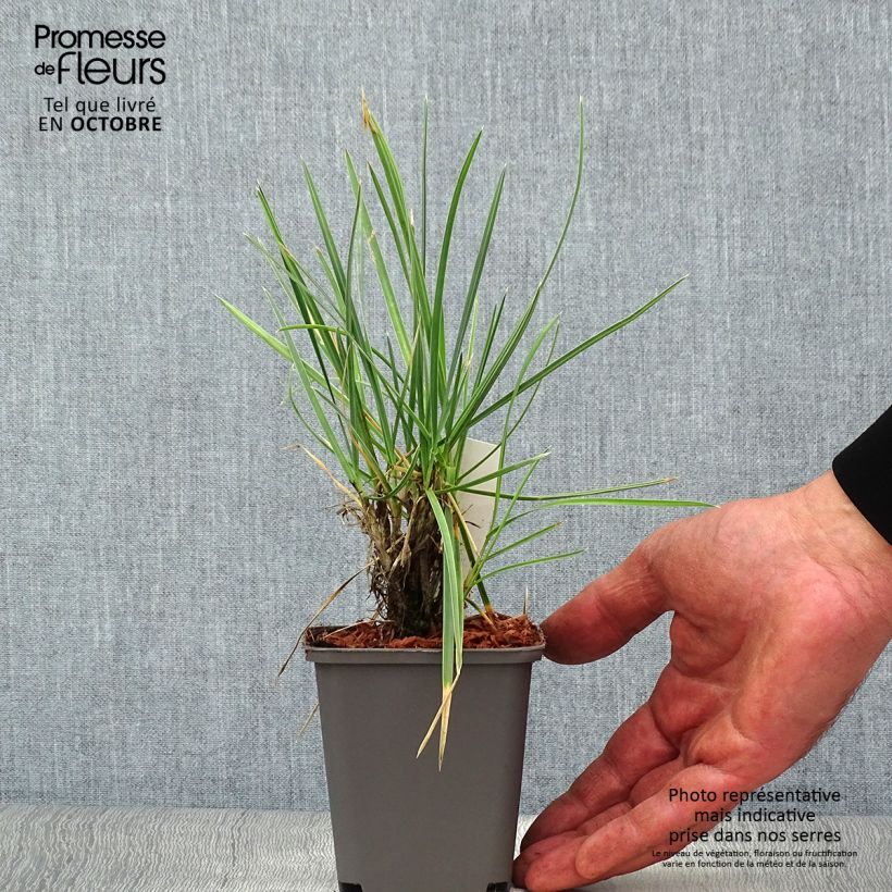 Sesleria nitida 8/9 cm pot sample as delivered in autumn