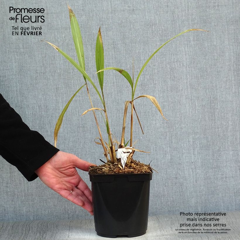 Setaria palmifolia 2L/3L pot sample as delivered in winter