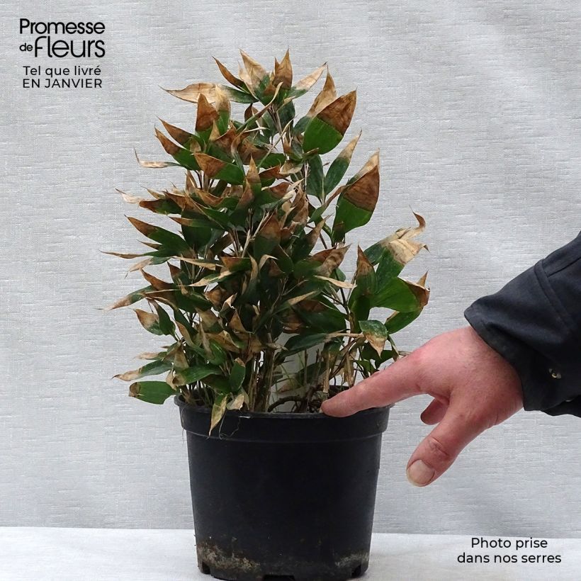 Shibataea kumasaca - Dwarf Bamboo 2L/3L pot sample as delivered in winter