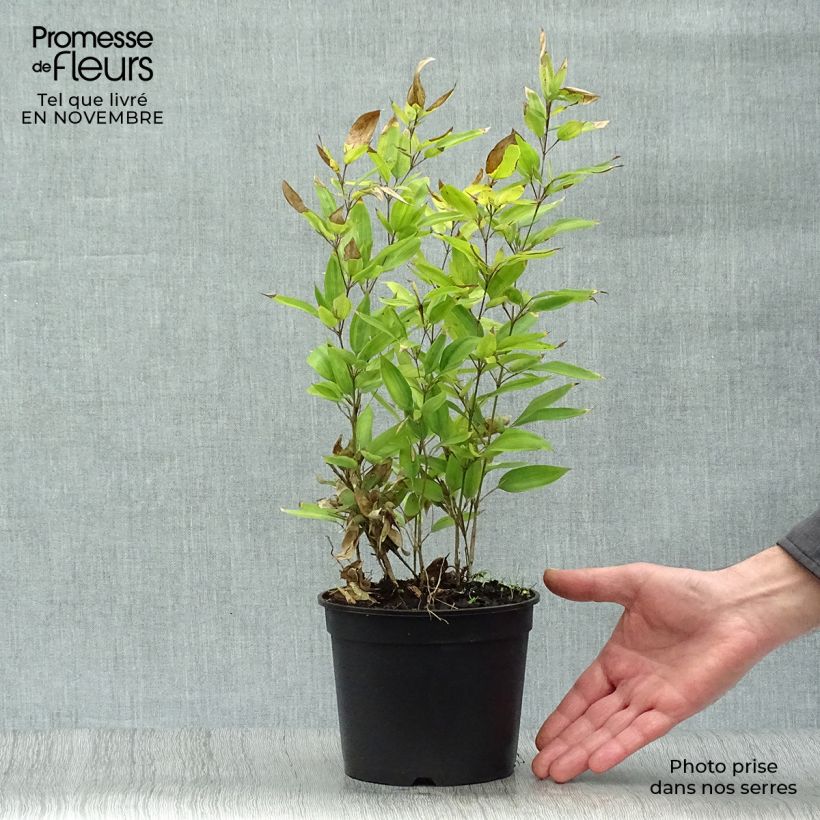 Shibataea kumasaca - Dwarf Bamboo 2L/3L pot sample as delivered in autumn