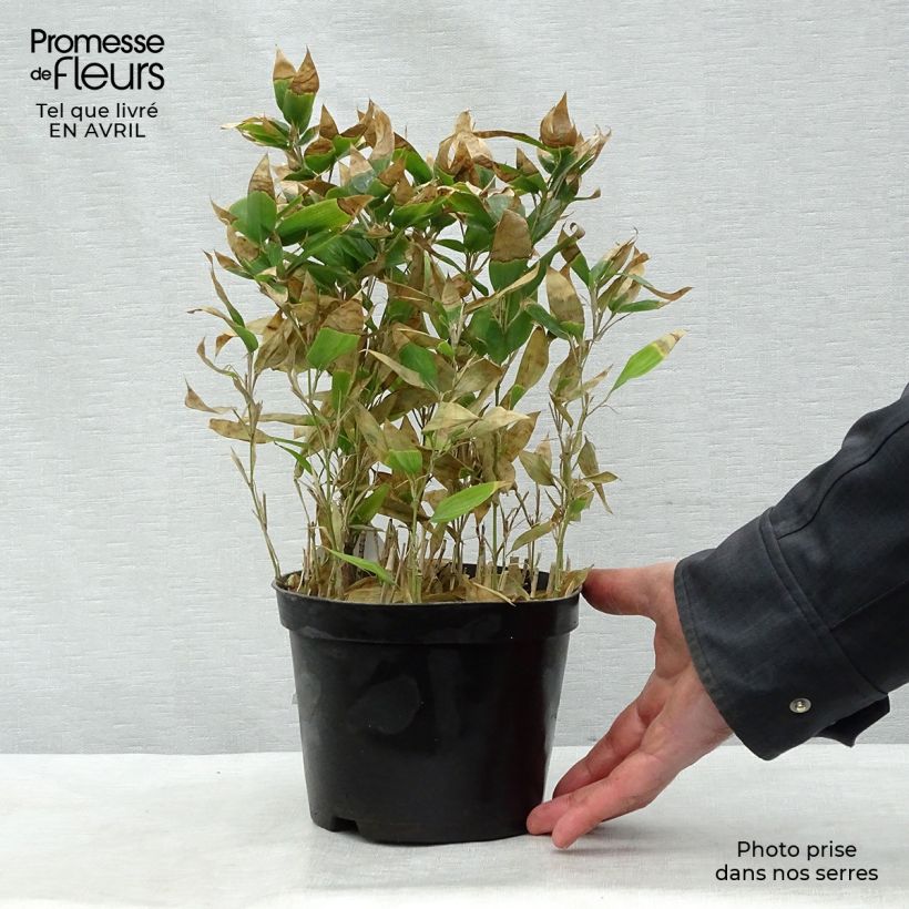 Shibataea kumasaca - Dwarf Bamboo 2L/3L pot sample as delivered in spring