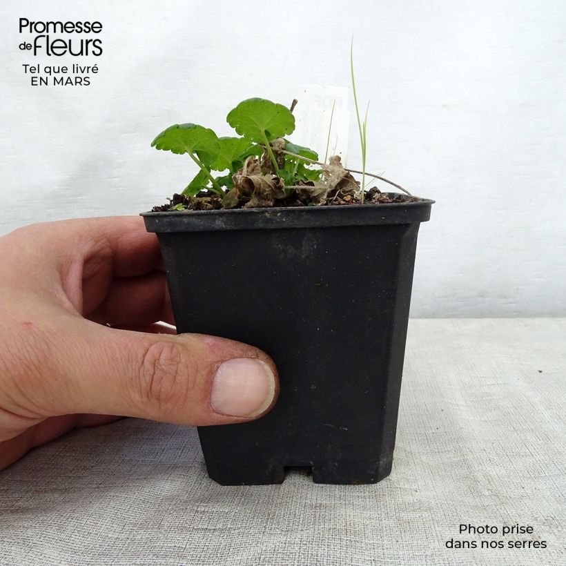 Sidalcea Little Princess 8/9 cm pot sample as delivered in spring